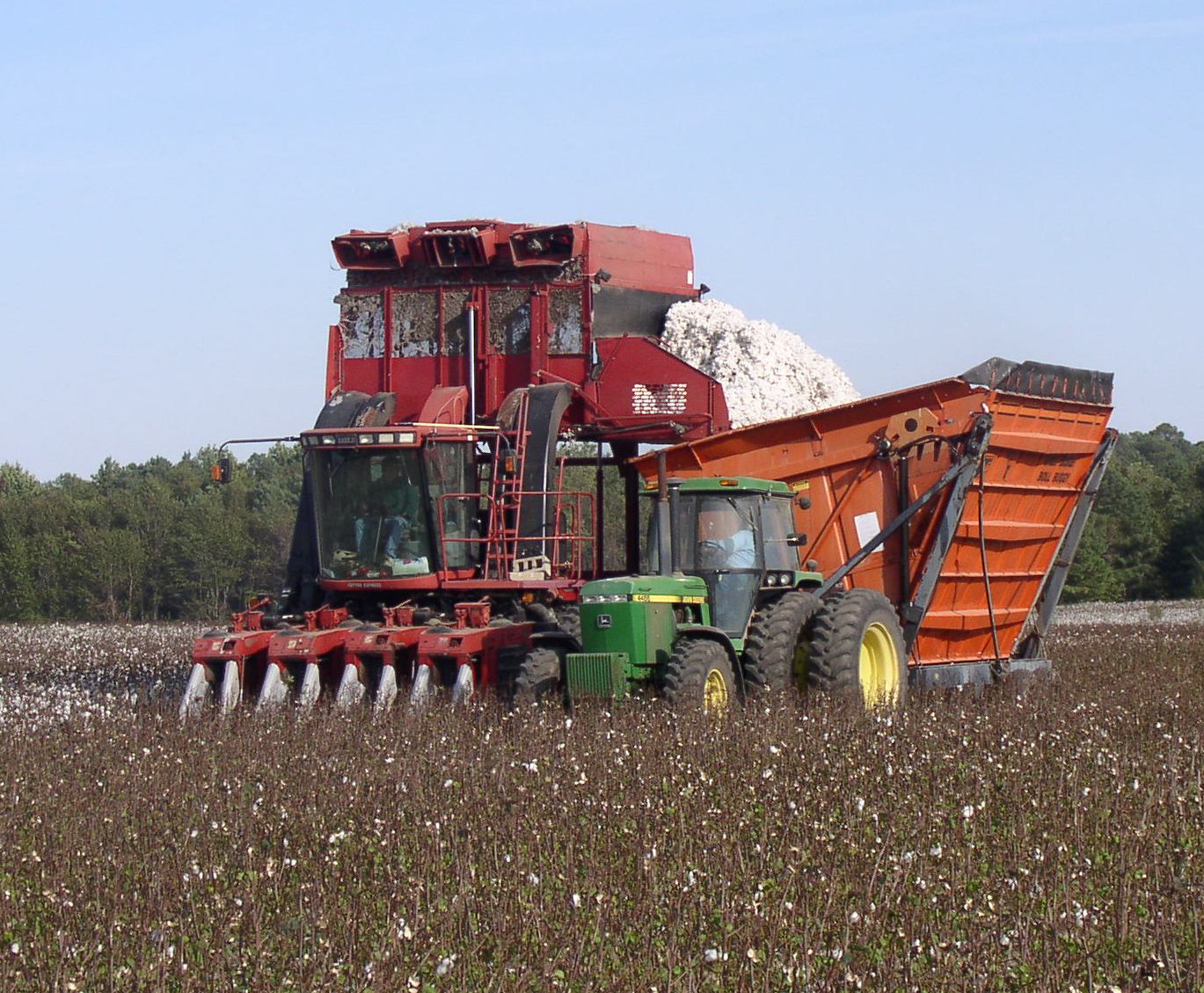 Cotton Harvest in Worcester County, Maryland. By Keith Widdowson, CED