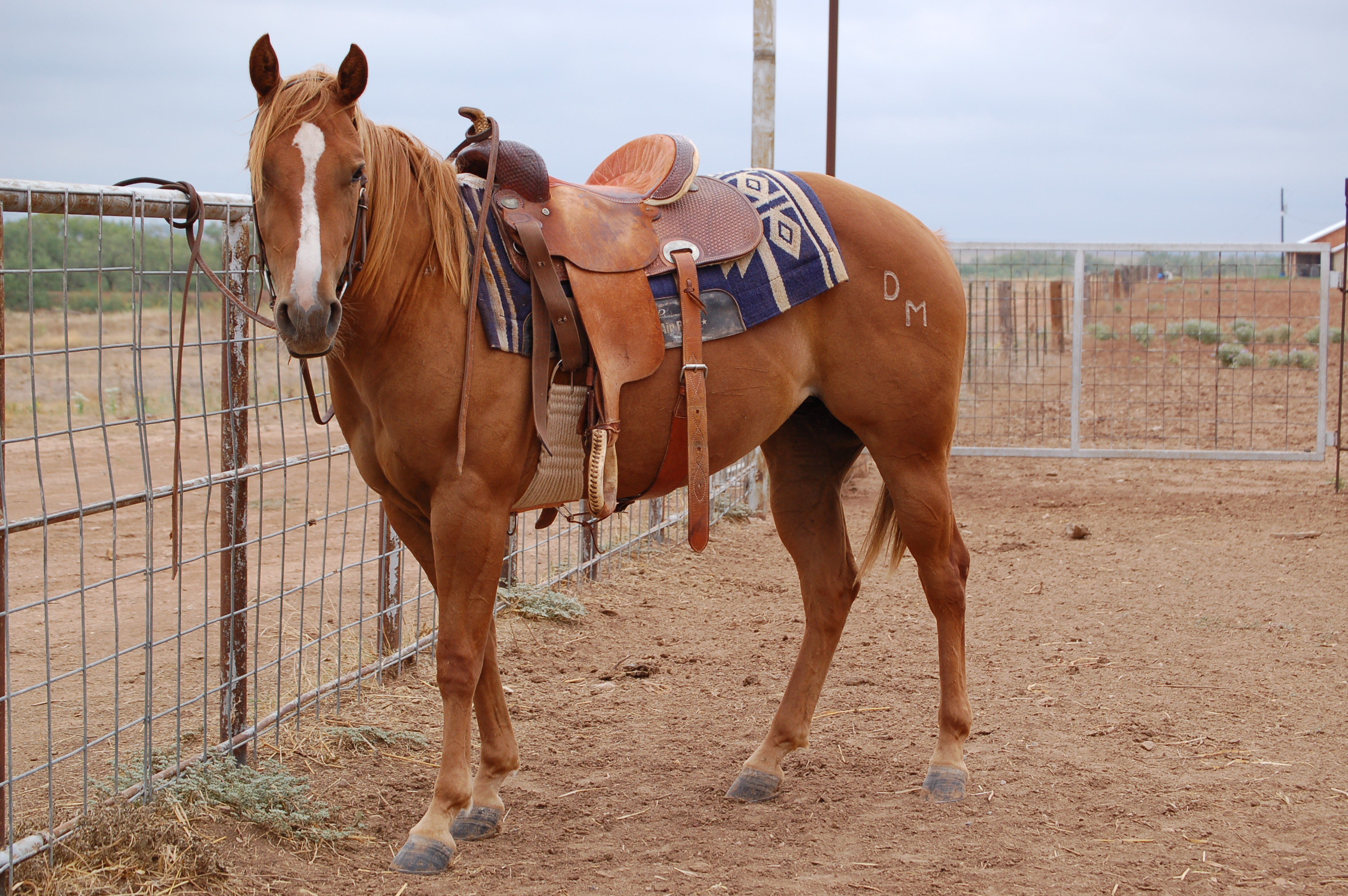 A filly is ready to gather cattle in Stonewall County, Texas. By Krista Spitzer, Program Technician