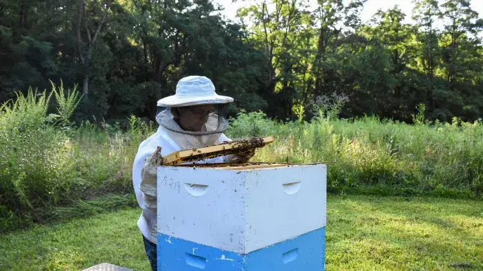 Women at a honeybee hive